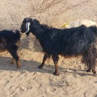 بز دورگه ابست