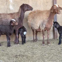 تعداد ۱۳راس میش قزل افشار بره دار ۱۴راس بره|حیوانات مزرعه|طسوج, |دیوار