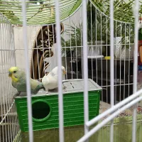 مرغ عشق|پرنده|دماوند, مسکن مهر گیلاوند|دیوار