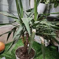 گل طبیعی|گل و گیاه طبیعی|زنجان, |دیوار