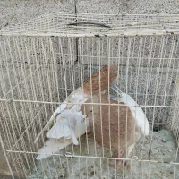 کله زرد ، سینه سرخ ماده، کله هفترنگ|پرنده|مشهد, امیرآباد|دیوار