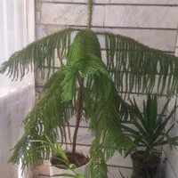 کاج مطبق درختچه