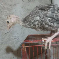 بوقلمون