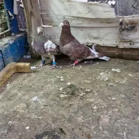 کبوتر دورگ و رنگی|پرنده|مبارکه, |دیوار