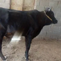 فروش
