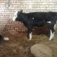 گوساله ماده