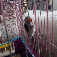 سهره سقا نر بخون|پرنده|کرمان, |دیوار