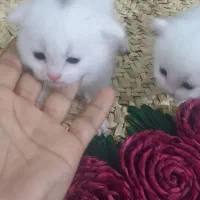 ملوس