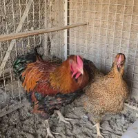 مرغ و خروس ویاندوت بیگ سایز