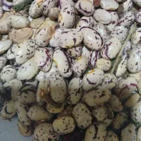 مشکین سهر|خوردنی و آشامیدنی|مشگین شهر, |دیوار