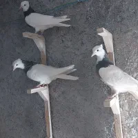 طوقی کفتر کبوتر