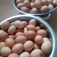 تخم مرغ محلی