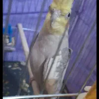 جفت عروس هلندی تضمینی صد درصد تخم و جوجه و سخنگو