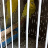 مرغ عشق انگلیسی جفت آماده گرید بالا