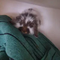 خرگوش پشمالو ماده|موش و خرگوش|فردوس (خراسان), |دیوار