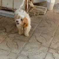توله سگ شیتزو تریر