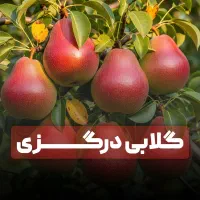 جشنواره ویژه فروش نهال گیلاس تک دانه بافاکتوررسمی