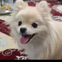 واگذاری قبول میکنم