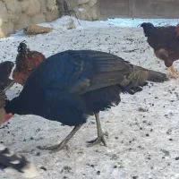 بوقلمون و خروس|حیوانات مزرعه|چالدران, |دیوار