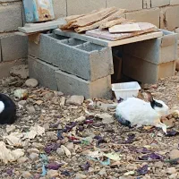 با سلام فروش دو دانه خرگوش