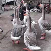 فروش غازمحلی براشب یلدا|حیوانات مزرعه|لوندویل, |دیوار