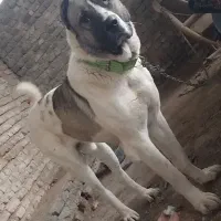 توله کنگال ۱۸ ماهه