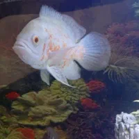 اکواریم یک متری اسکار|ماهی|سقز, |دیوار