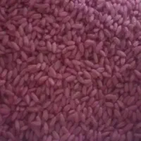 بذرگندم دیمی واران