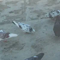 حراج کبوتر