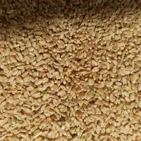 فروش گندم|خوردنی و آشامیدنی|شیراز, اکبر آباد|دیوار