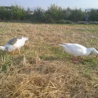 غاز محلی