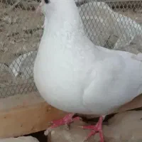 کبوتر زوران