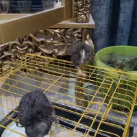 جوجه محلی ۲۵روزه