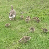 بچه غاز محلی