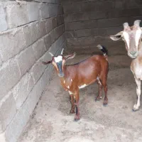 کهره ماده فروشی