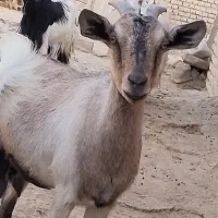 بز کوهی|حیوانات مزرعه|اسفراین, |دیوار