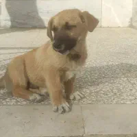 فروش سگ|سگ|تربت‌حیدریه, مسجد جامع|دیوار