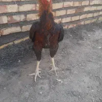 مرغ و خروس لاری