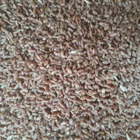 گندم دیم وابی|خدمات باغبانی و درختکاری|قوچان, |دیوار