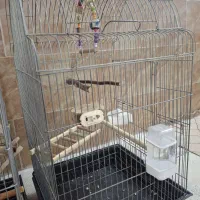 یک جفت مولد کاملا جفت با دو تا جوجه 1 ماهه