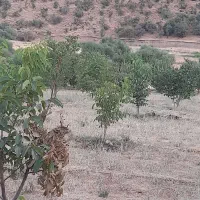 فروش باغ