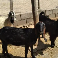 ۳ عدد بز درجه یک