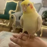 عروس هلندی سخنگو