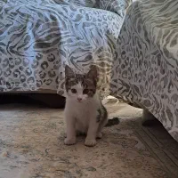 بچه گربه|گربه|تهران, جنتآباد مرکزی|دیوار