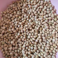 نخود محلی هم برای پخت هم برای کاشت بهاره