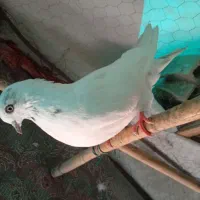 کبوتر اوچان