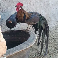 مرغ و خروس فونیکس بلک