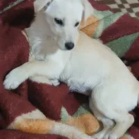 واگذاری سگ بازیگوش