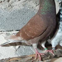 کبوتر