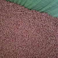 فروش گندم  پیشگام بذری وجو